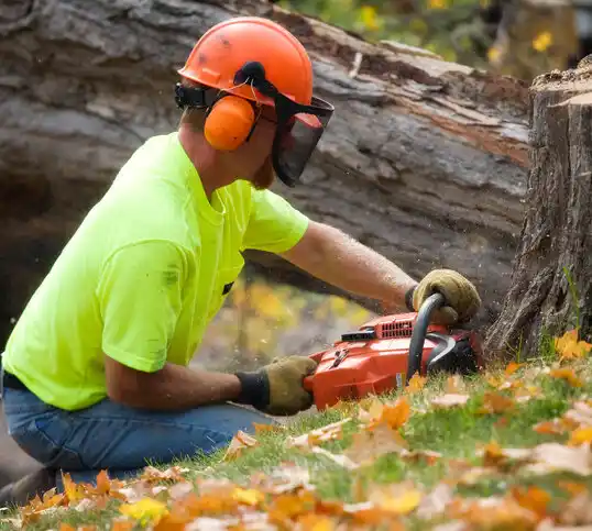 tree services Standing Pine